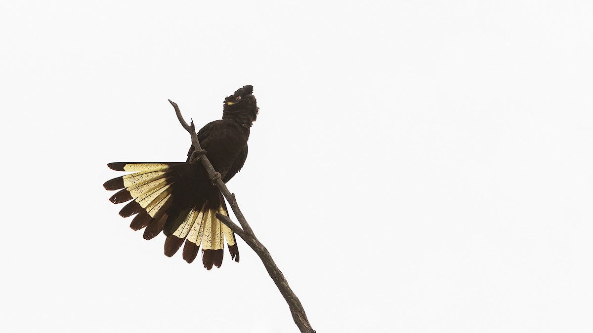 Yellow-tailed Black-Cockatoo - James Bennett