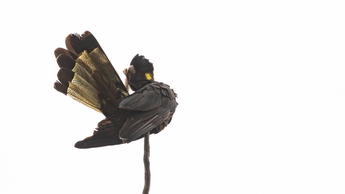 Yellow-tailed Black-Cockatoo - ML615265700