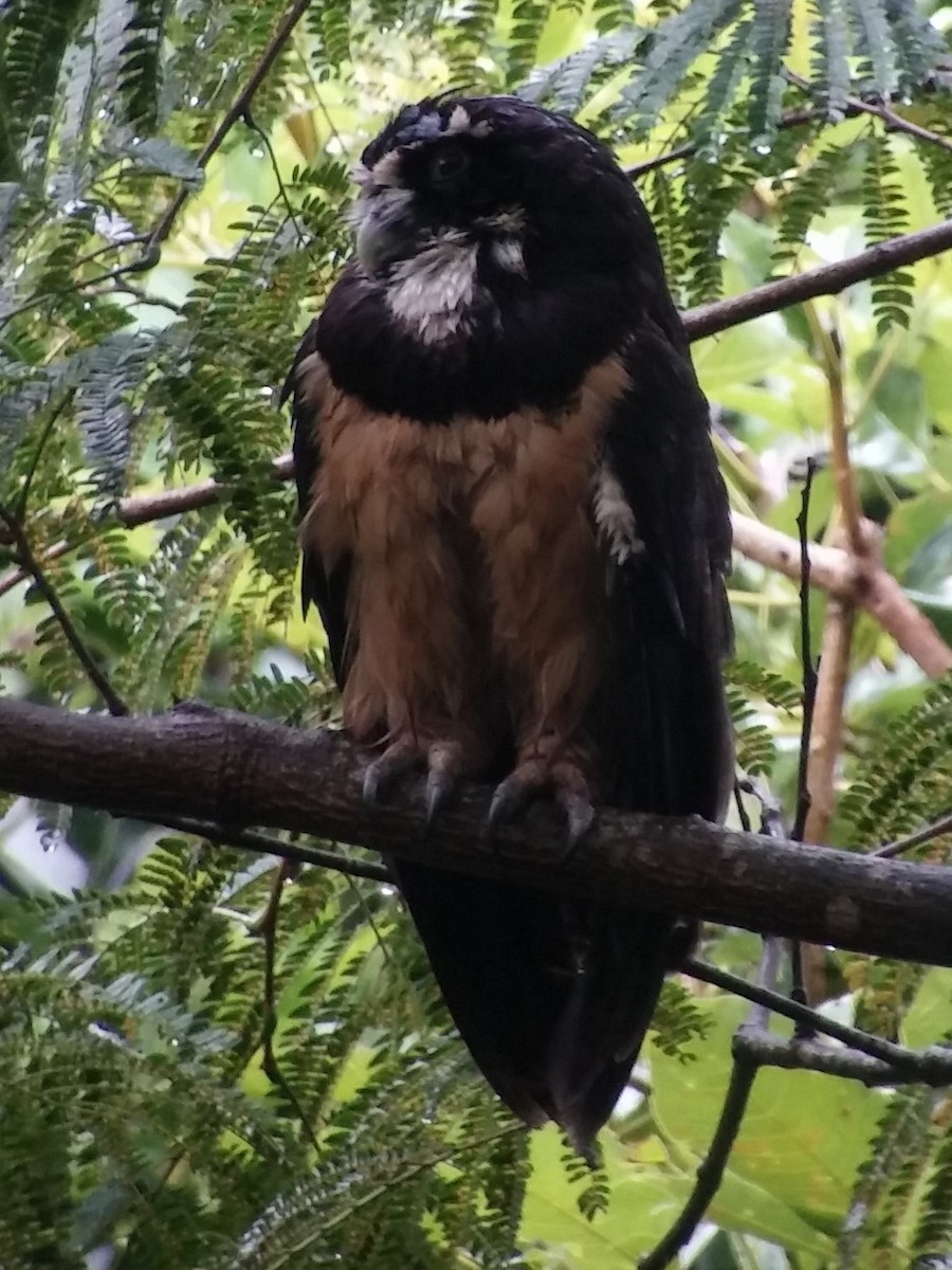 Spectacled Owl - ML615265816