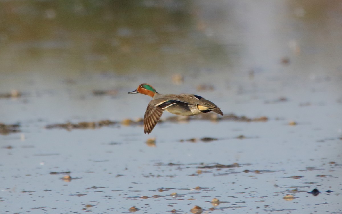 Green-winged Teal - ML615265825