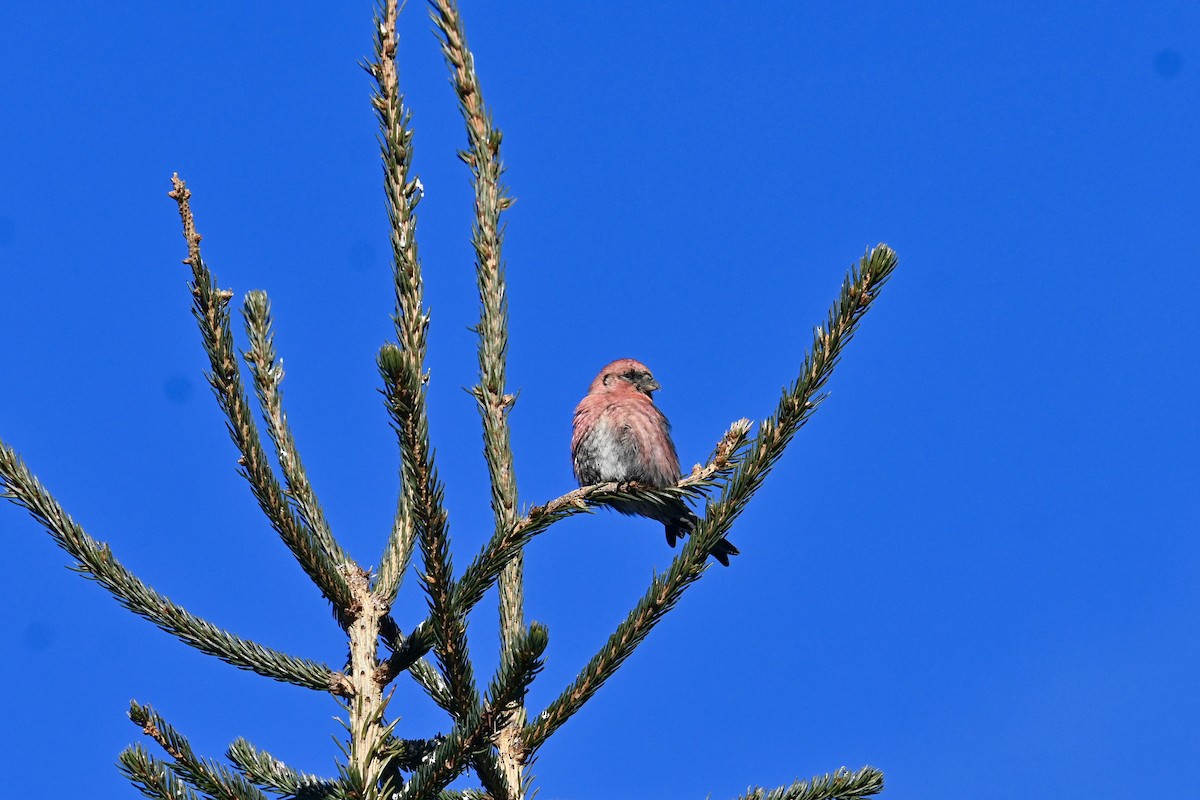 White-winged Crossbill - Pierre Normand
