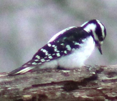 Hairy Woodpecker (Eastern) - ML615265916