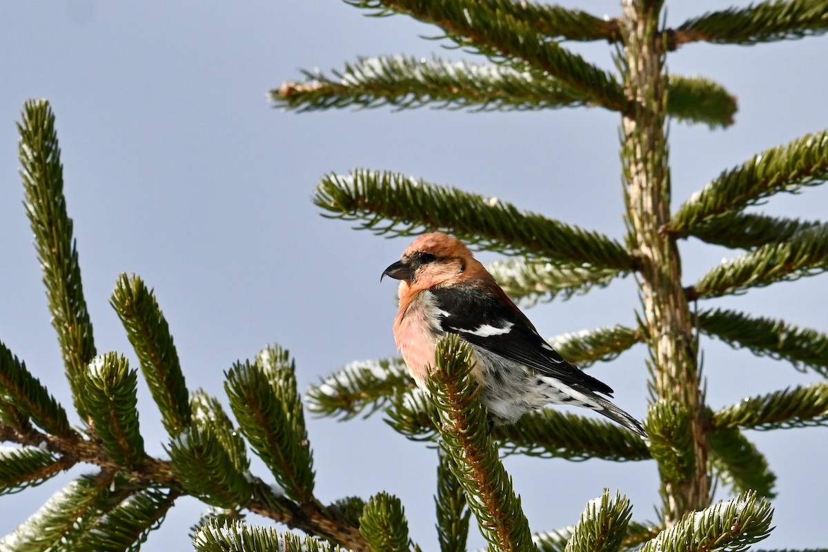 White-winged Crossbill - Pierre Normand