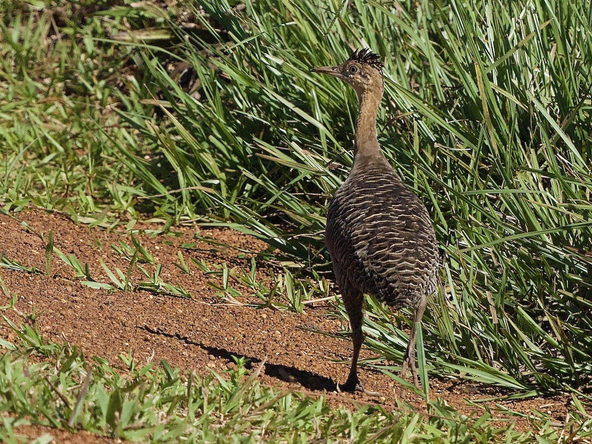 Red-winged Tinamou - ML615266013