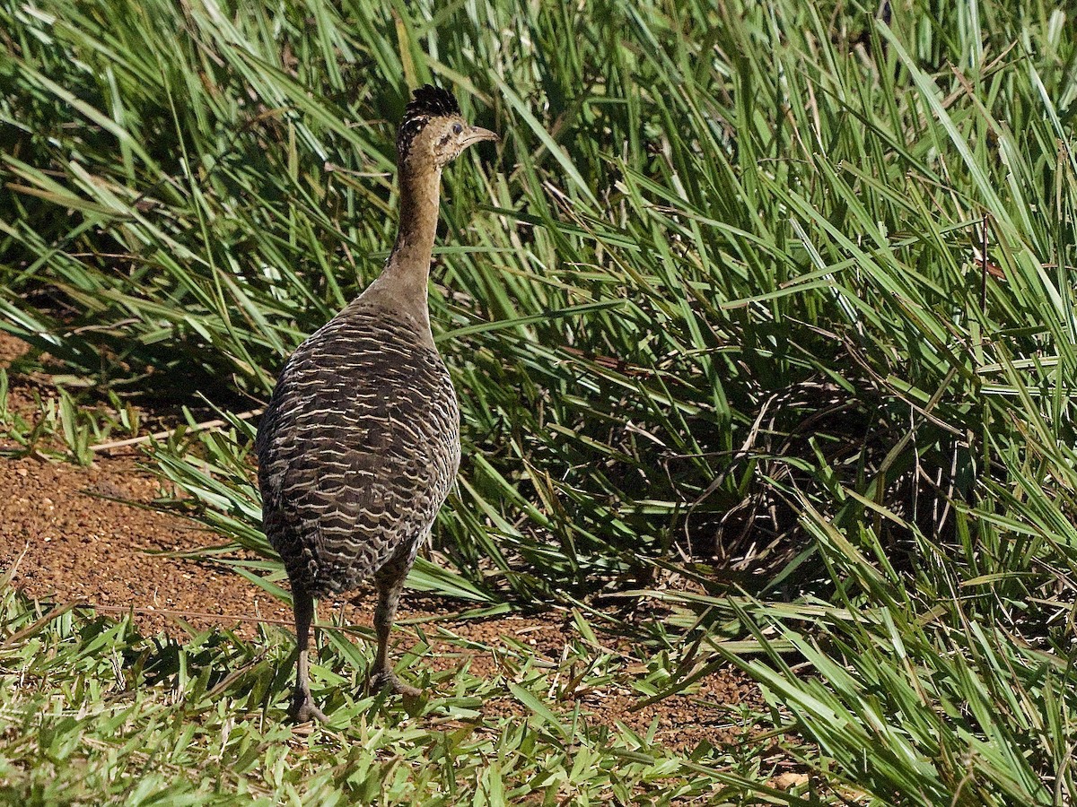 Red-winged Tinamou - ML615266014