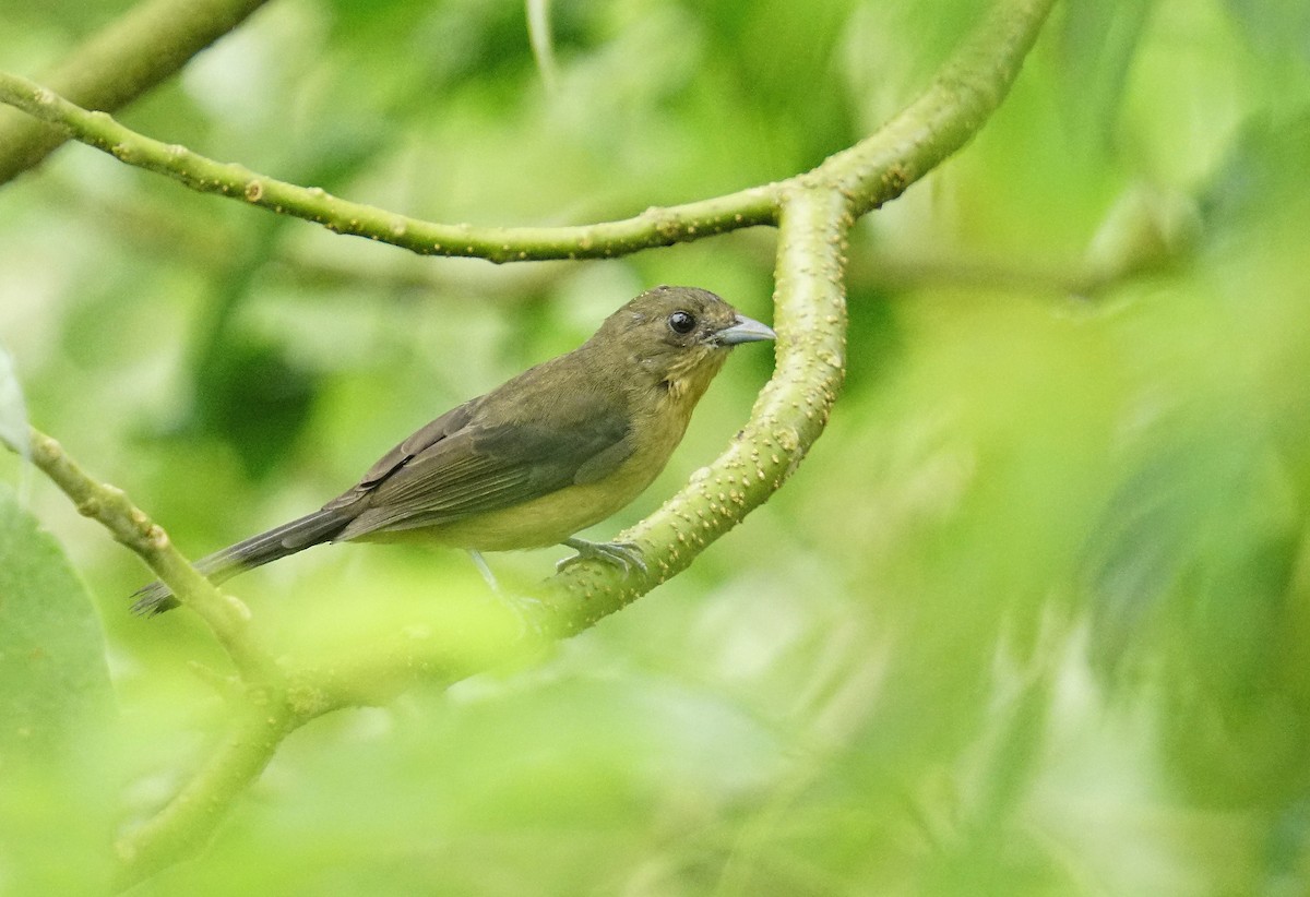 Black-goggled Tanager - ML615266062