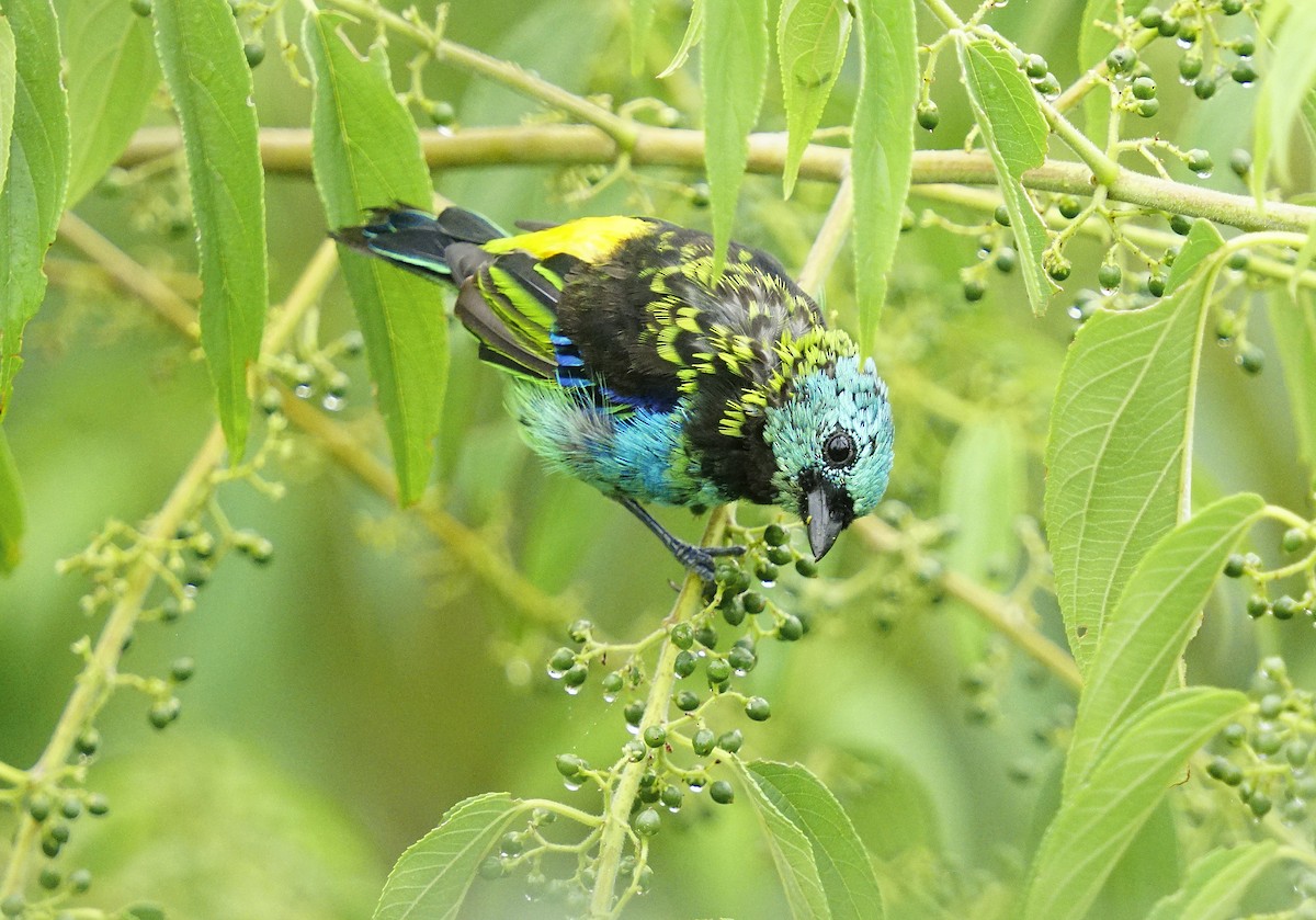 Green-headed Tanager - ML615266085
