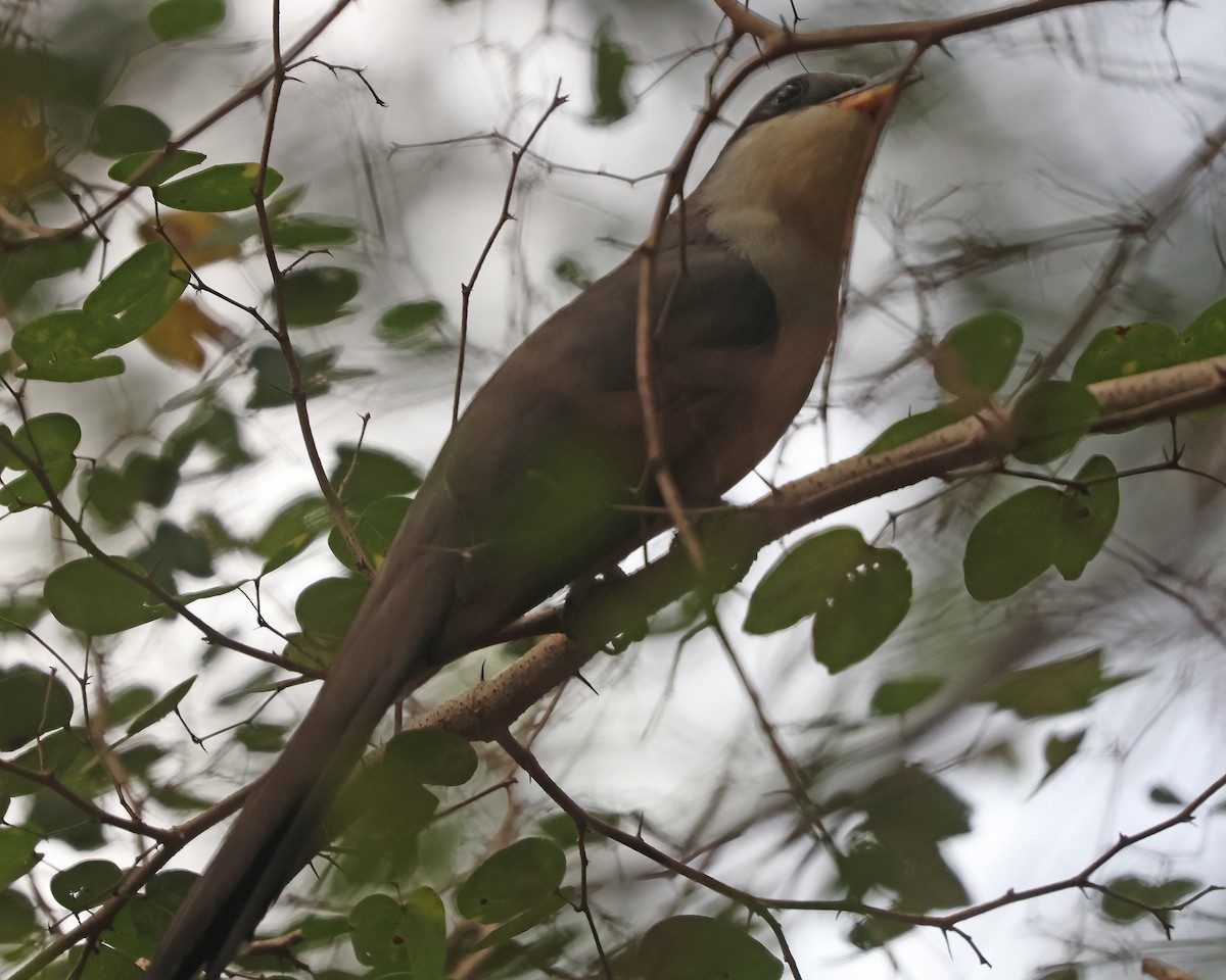 Mangrove Cuckoo - ML615266110