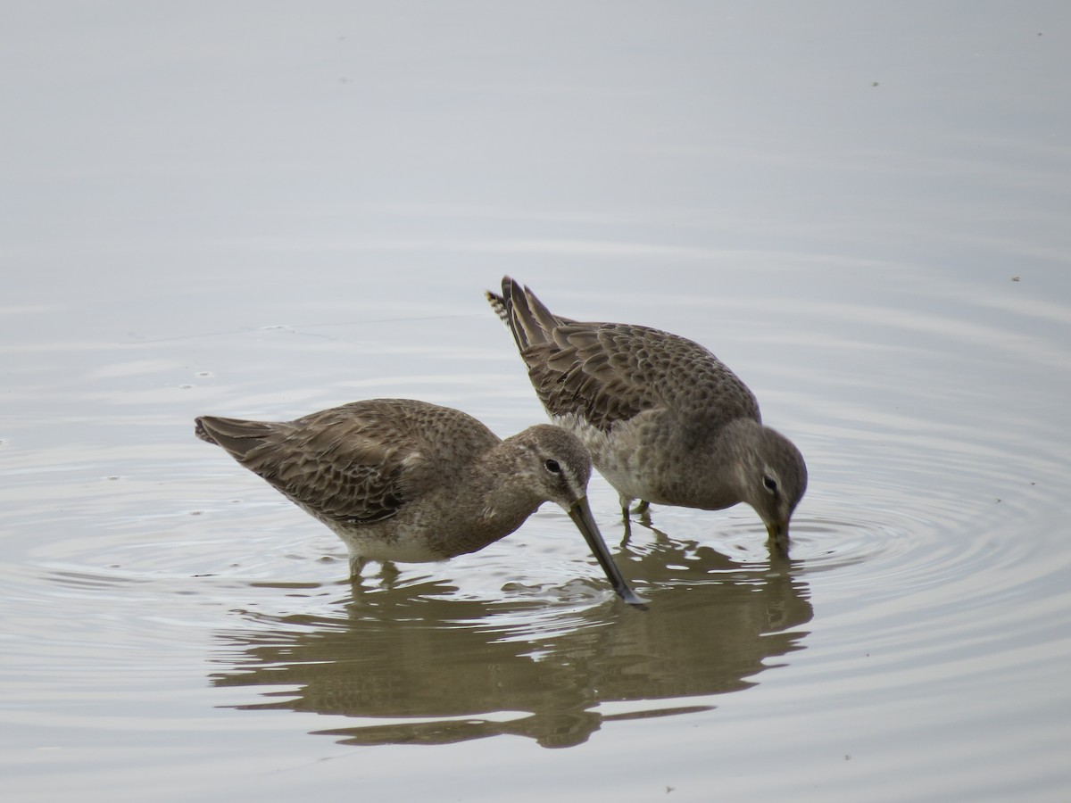 Long-billed Dowitcher - ML615266156