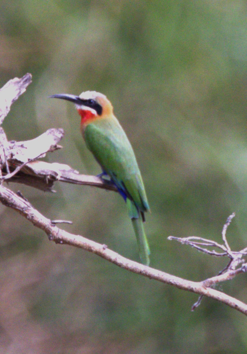 White-fronted Bee-eater - ML615266183