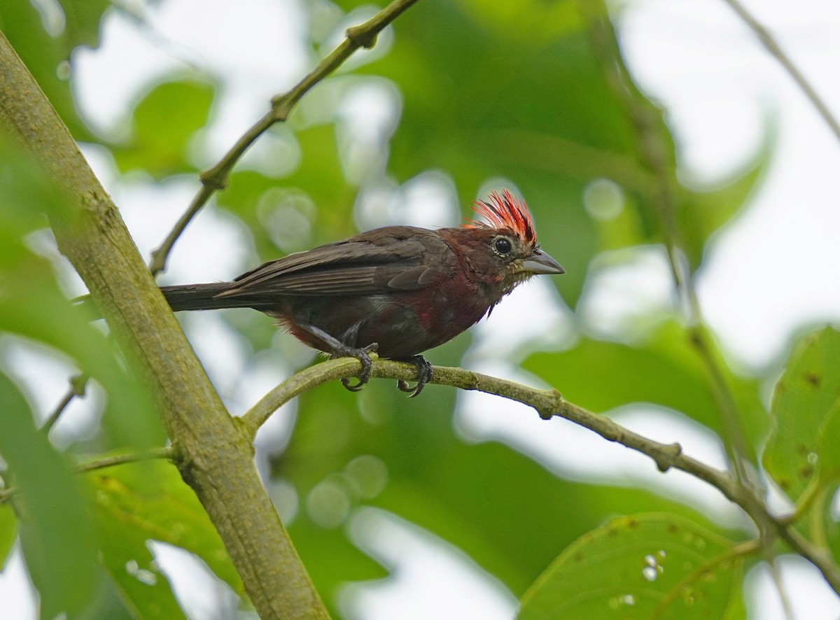 Red-crested Finch - ML615266233