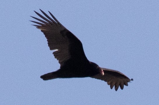 Turkey Vulture - ML615266241