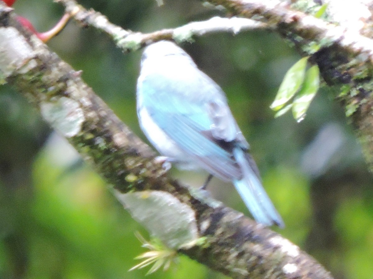 Blue-gray Tanager - ML615266251