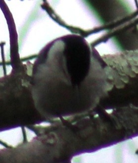 White-breasted Nuthatch (Eastern) - ML615266283