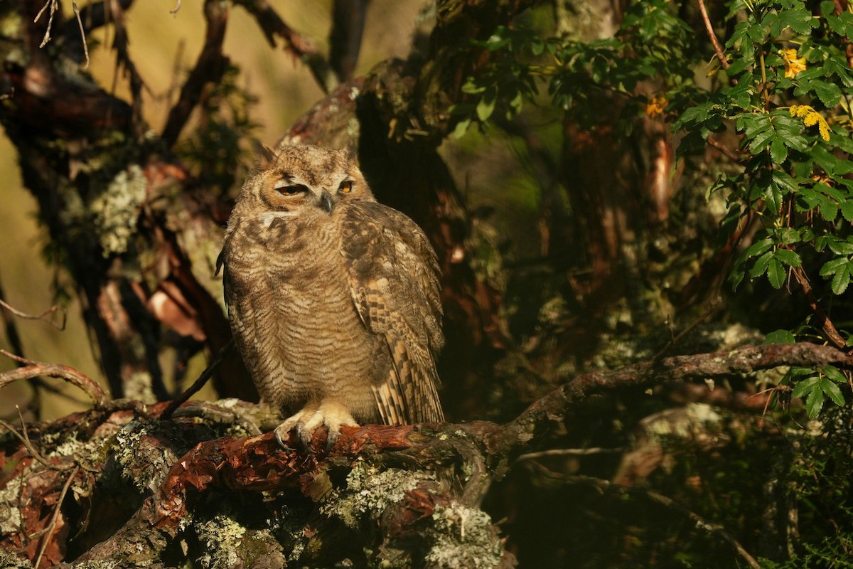 Lesser Horned Owl - ML615266493