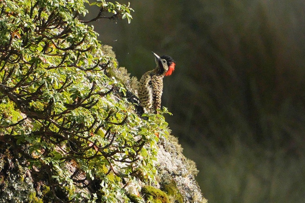 Green-barred Woodpecker - ML615266498