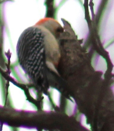 Red-bellied Woodpecker - ML615266527