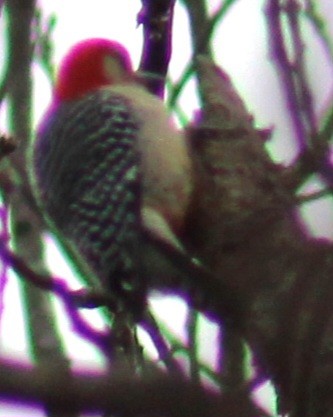 Red-bellied Woodpecker - ML615266576