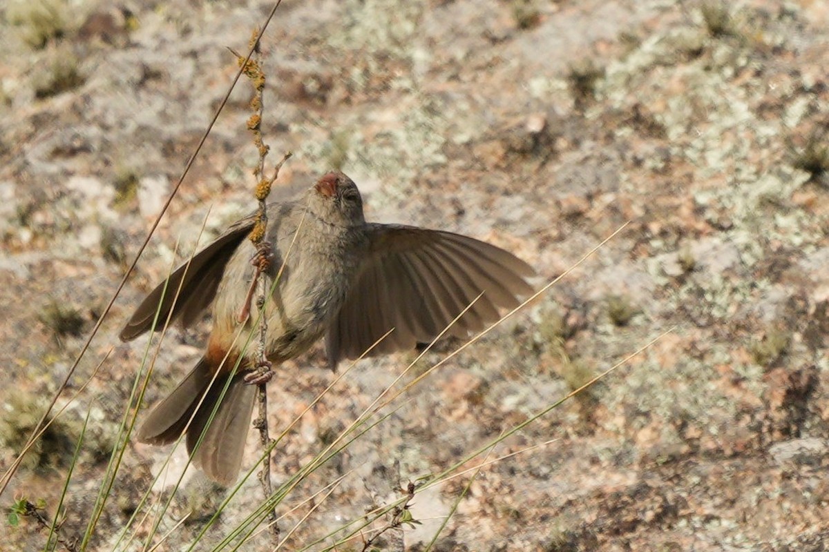 Plain-colored Seedeater - ML615266621