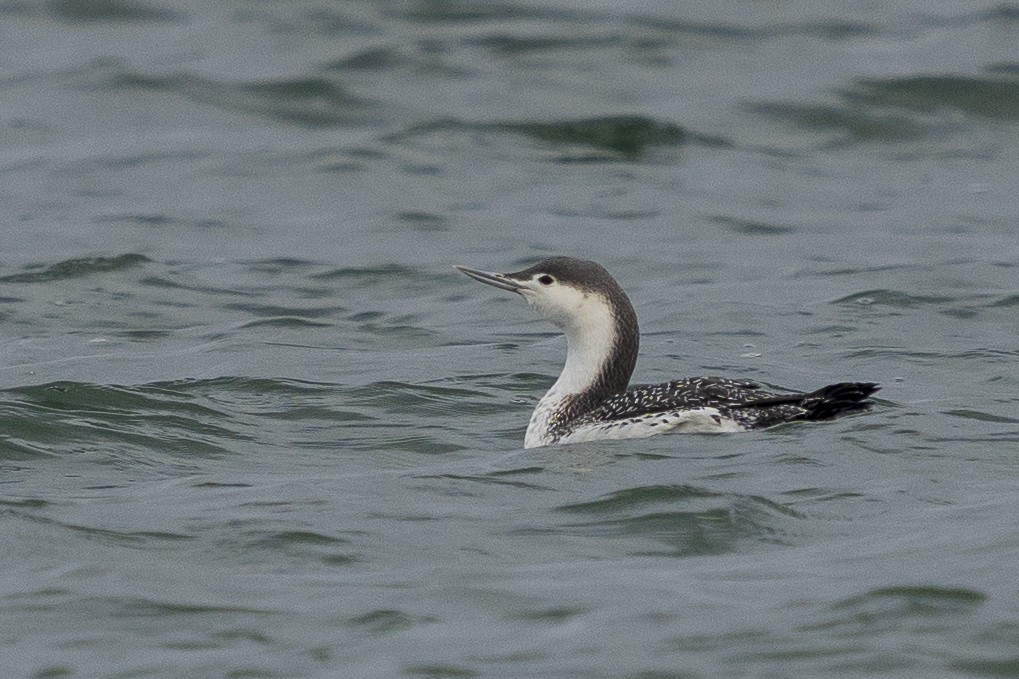 Red-throated Loon - ML615266646