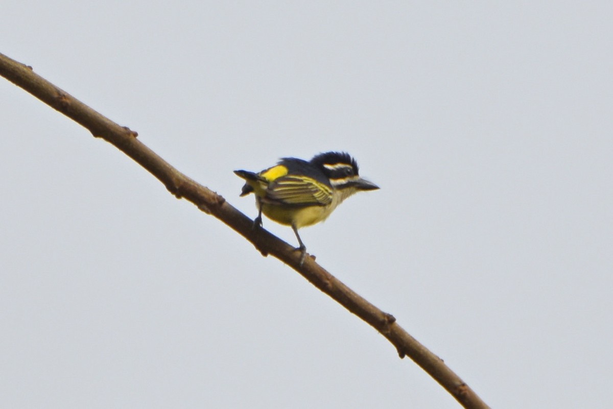 Yellow-rumped Tinkerbird - ML615266676