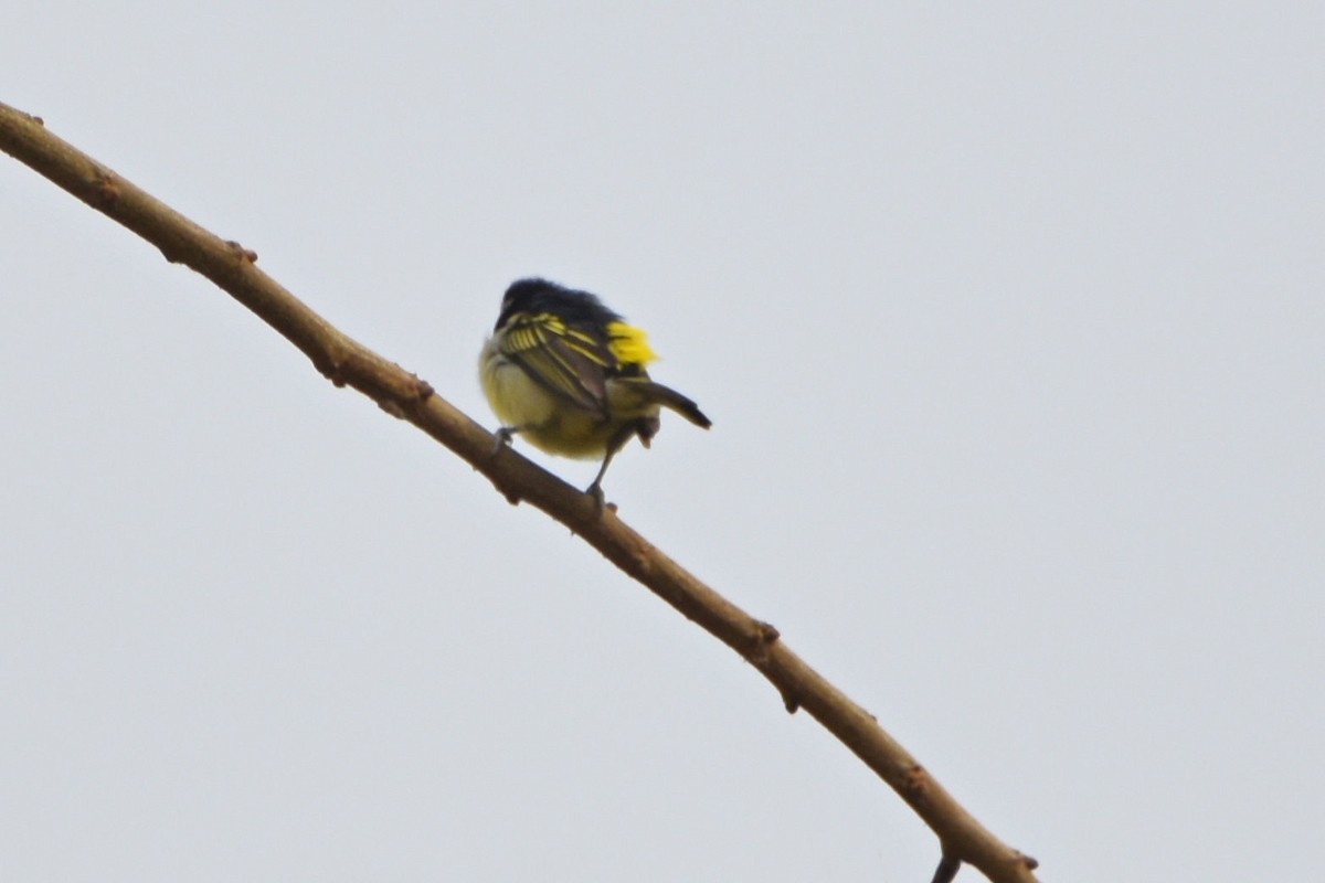 Yellow-rumped Tinkerbird - Peter Kavouras