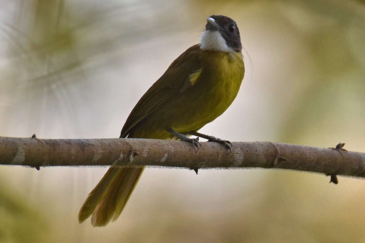 Red-tailed Greenbul - ML615266764