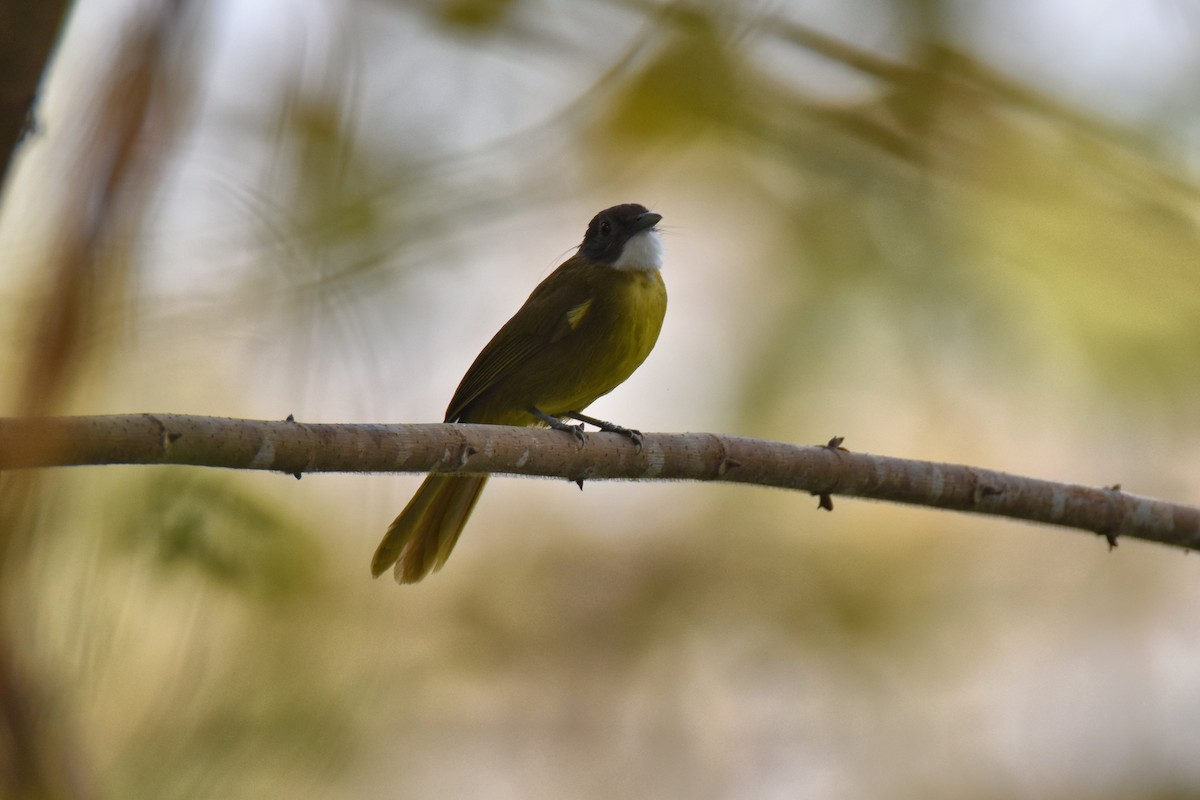 Red-tailed Greenbul - ML615266765