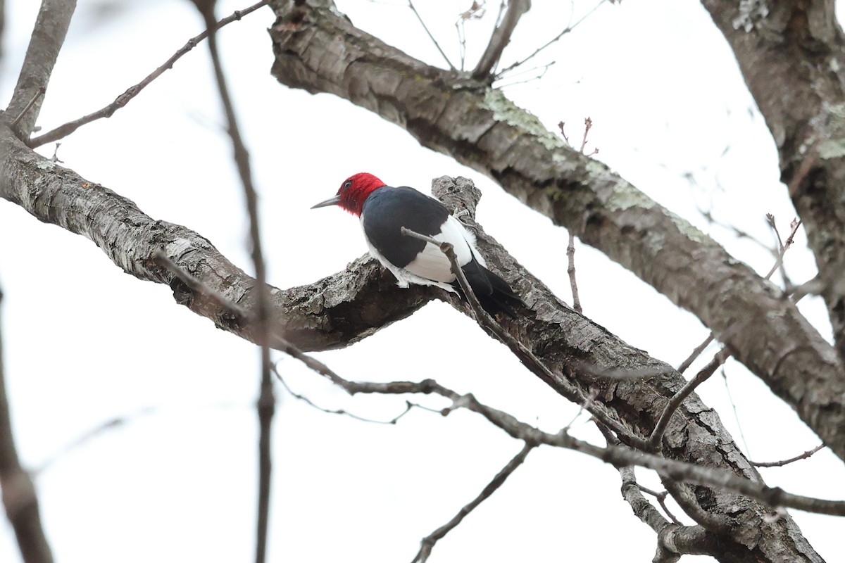 Red-headed Woodpecker - ML615266916