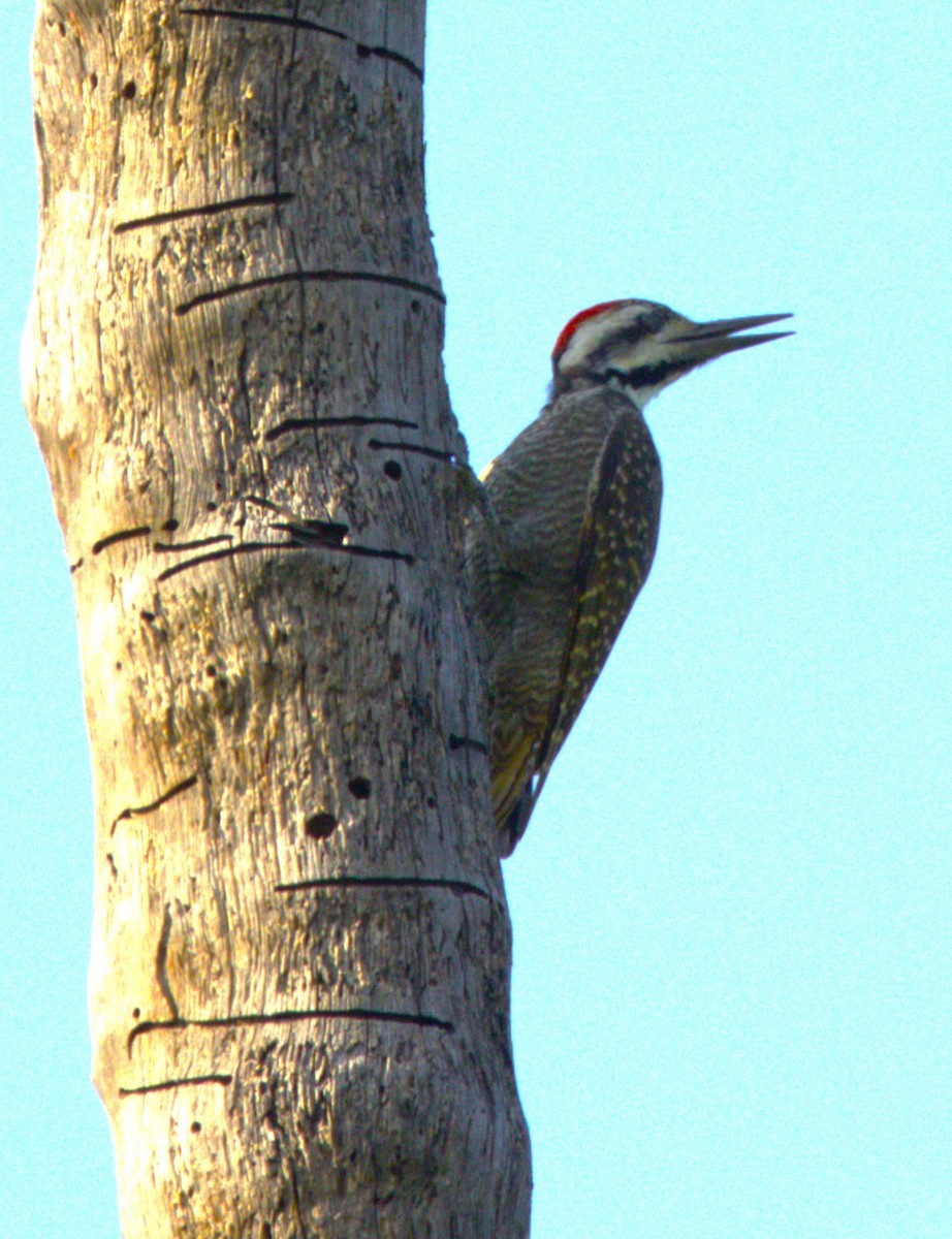 Bearded Woodpecker - ML615267004