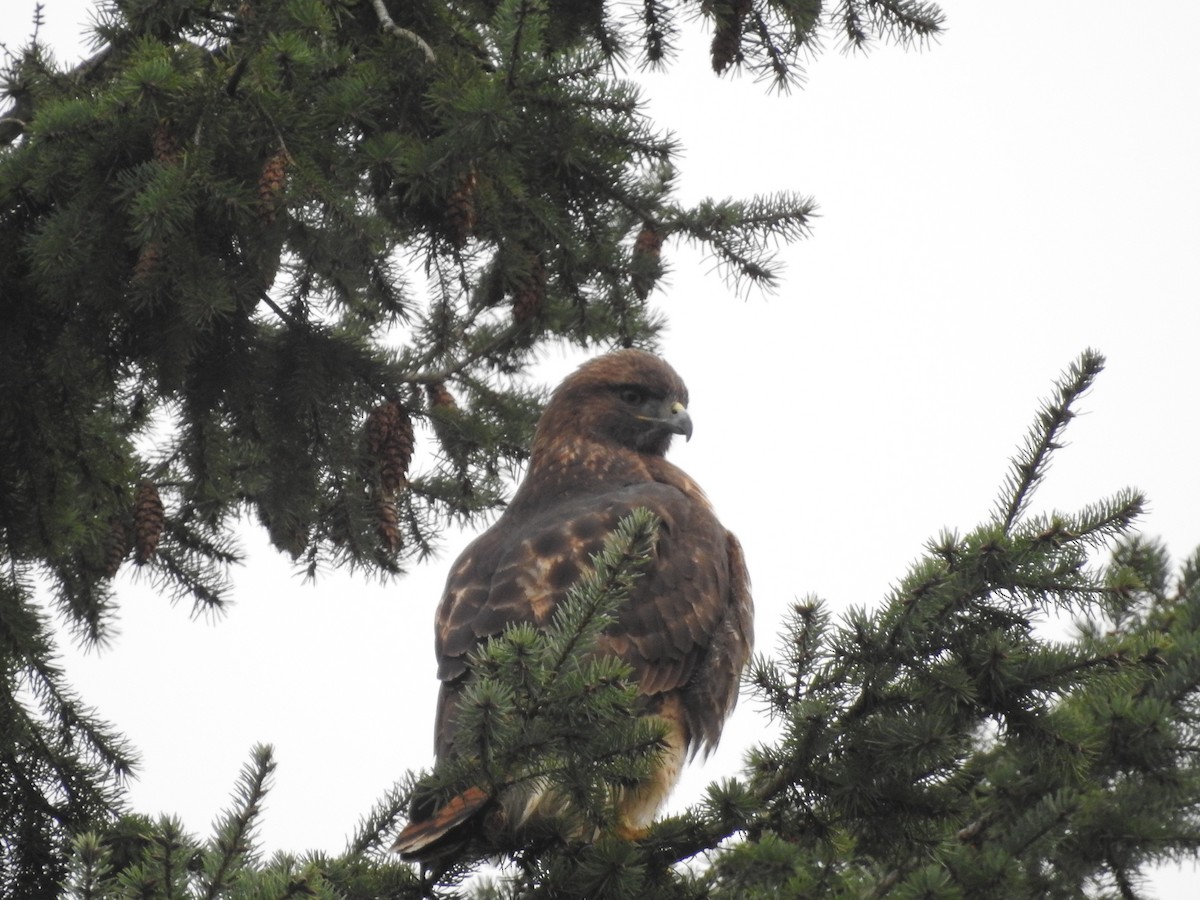 Red-tailed Hawk - ML615267080