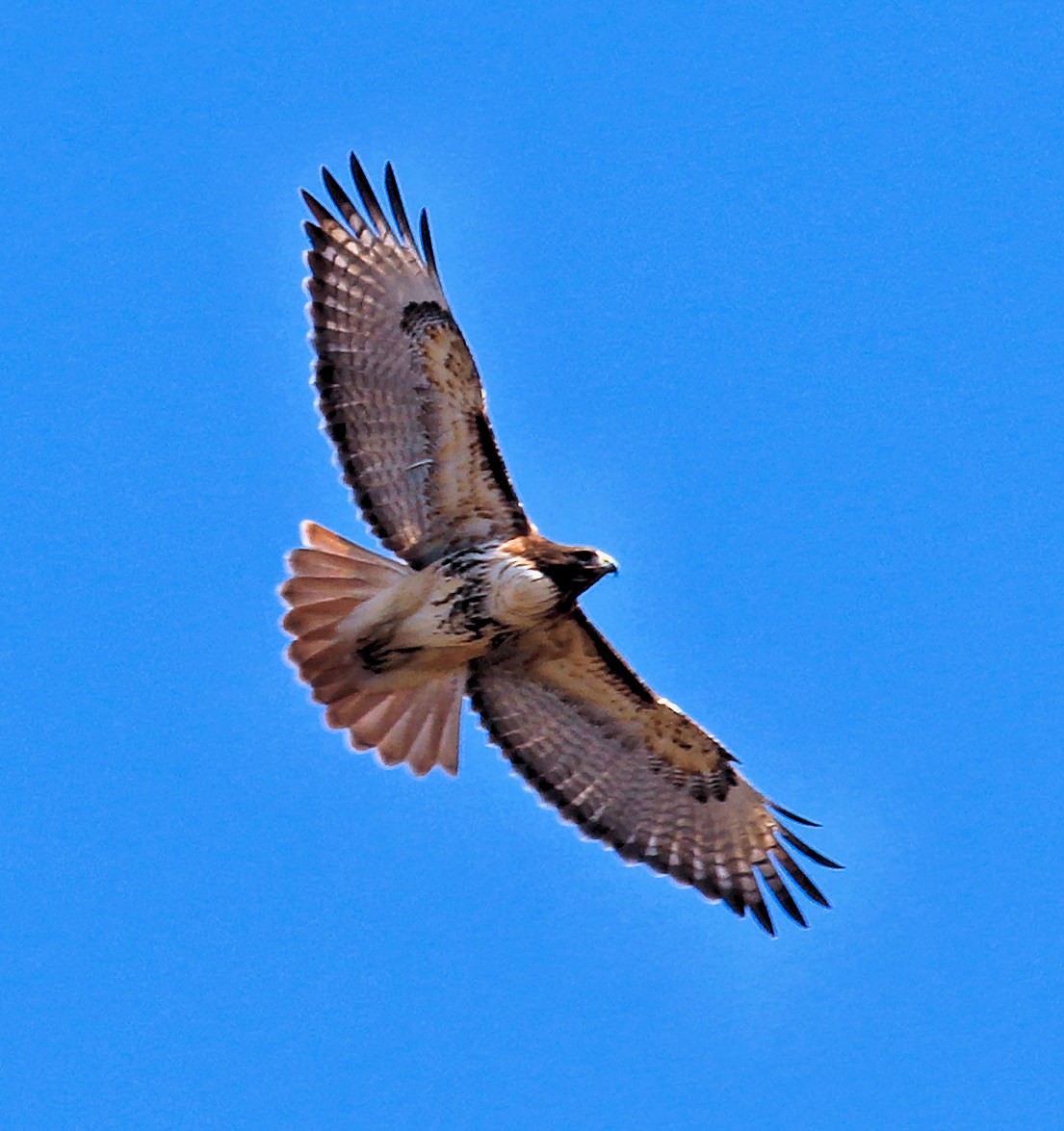 Red-tailed Hawk - ML615267503