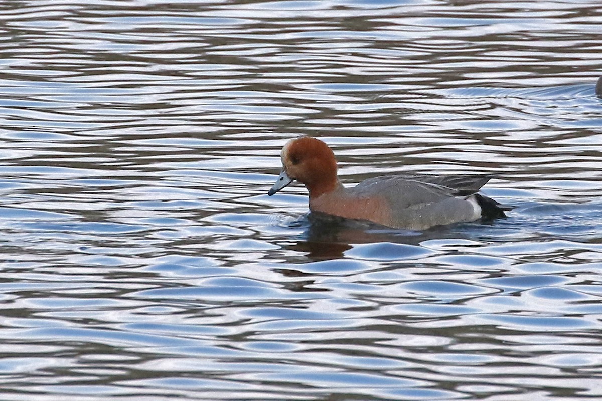 eBird Checklist - 24 Feb 2024 - Shawme Pond, Sandwich - 17 species