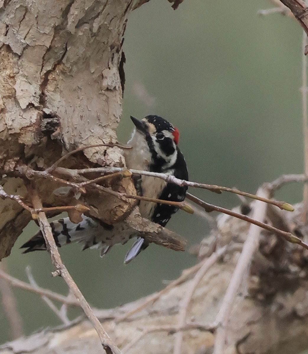 Downy x Nuttall's Woodpecker (hybrid) - ML615267679