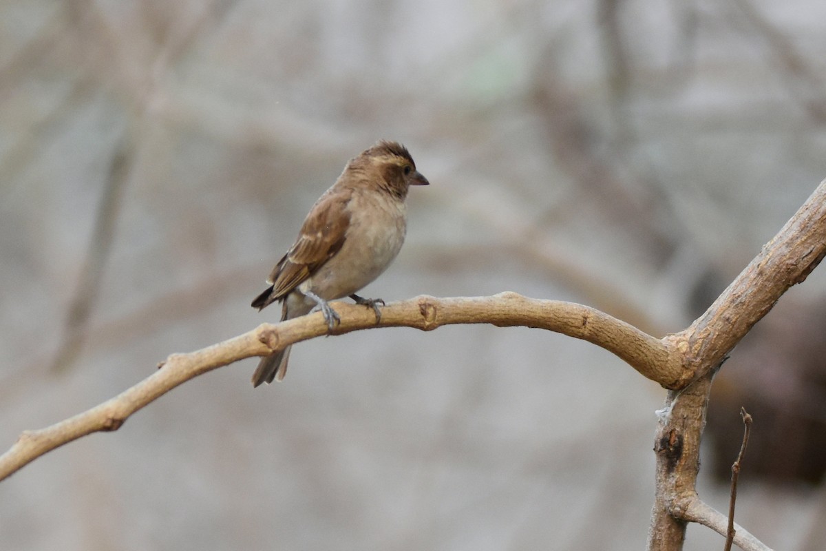 Sahel Bush Sparrow - Peter Kavouras