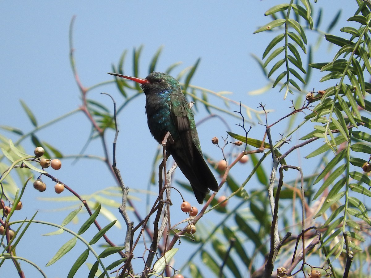 Broad-billed Hummingbird - ML615267934