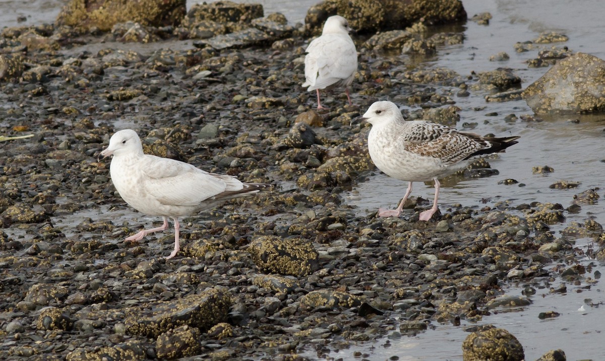 eBird Checklist - 24 Feb 2024 - Pubnico Peninsula--Dennis Point Wharf ...