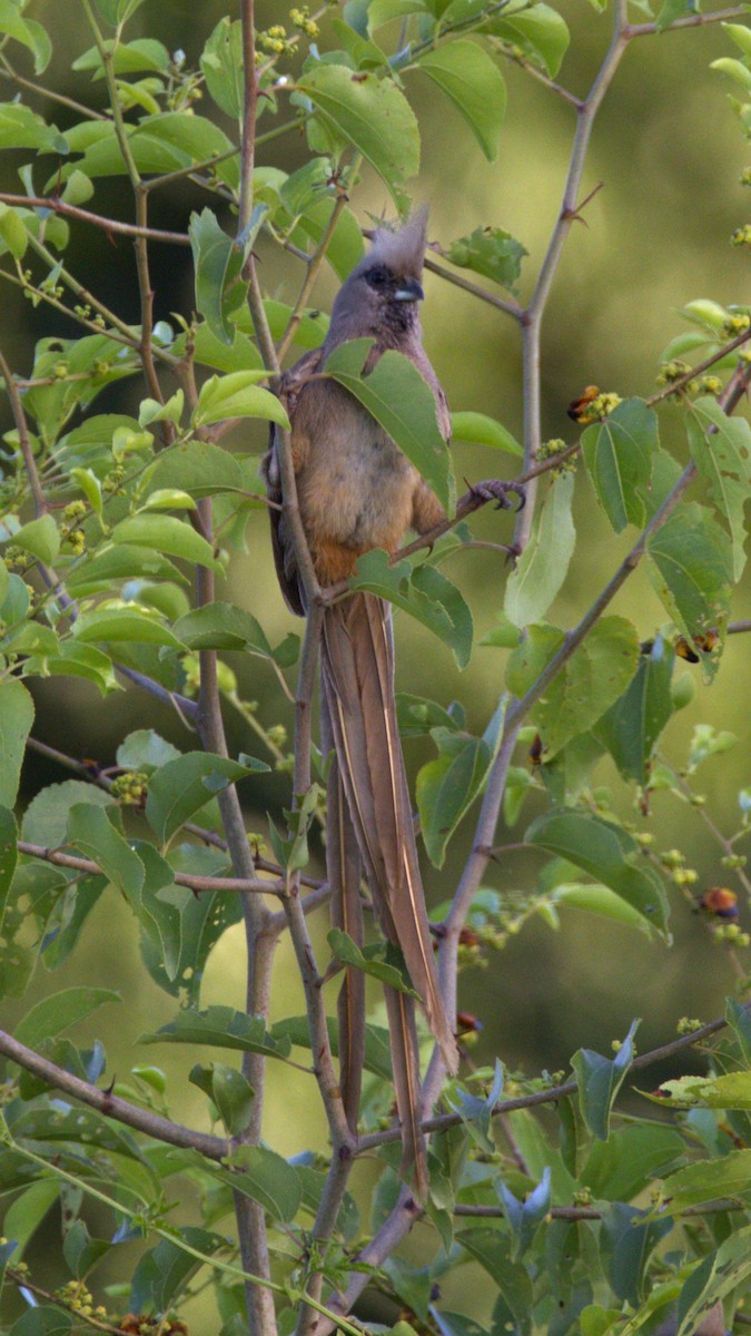 Speckled Mousebird - ML615268217