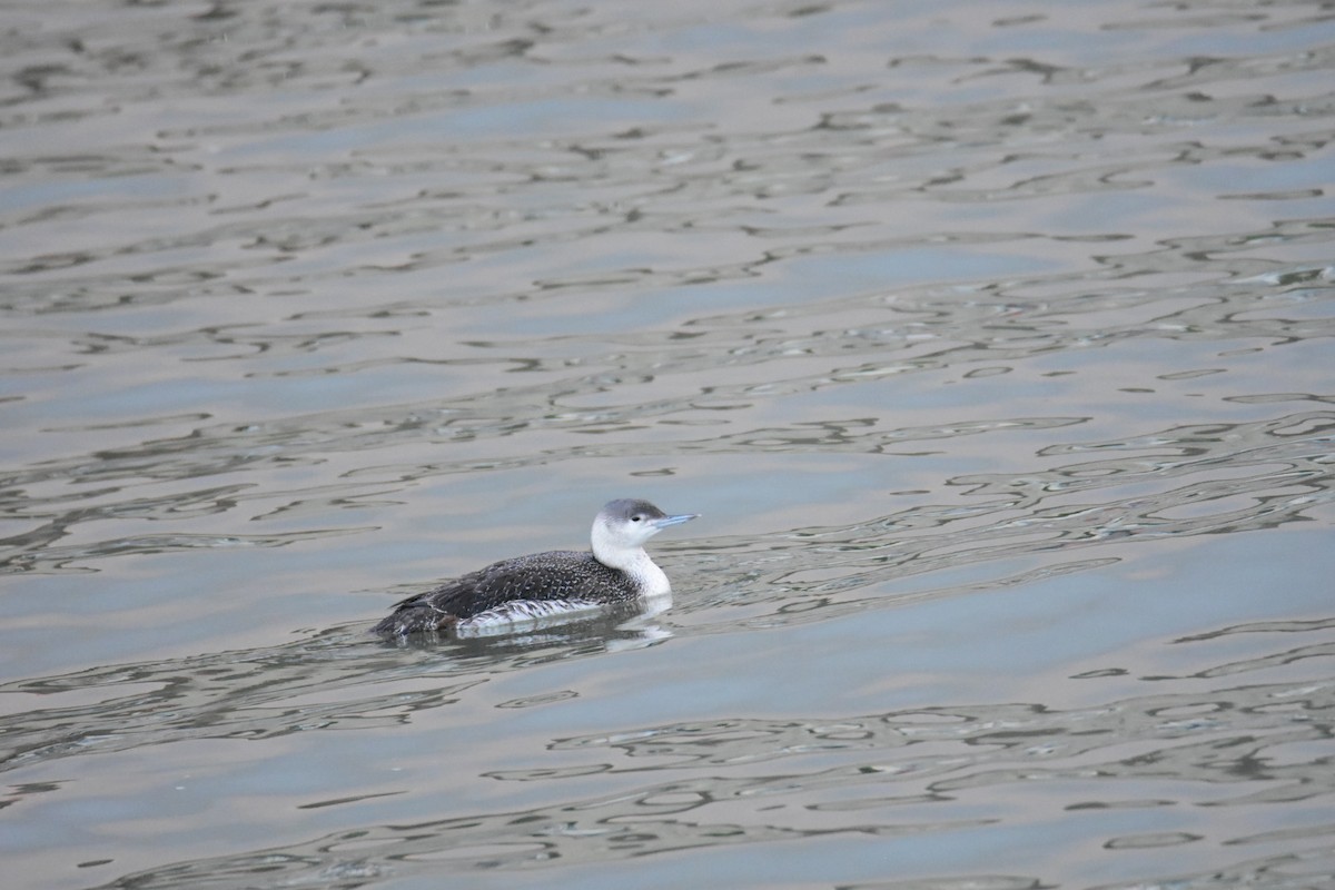Red-throated Loon - ML615268436