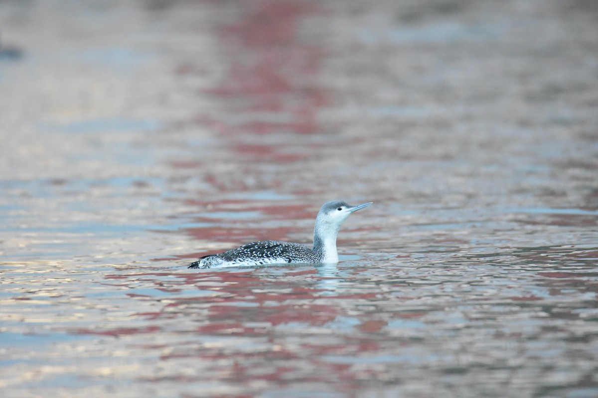 Red-throated Loon - ML615268437
