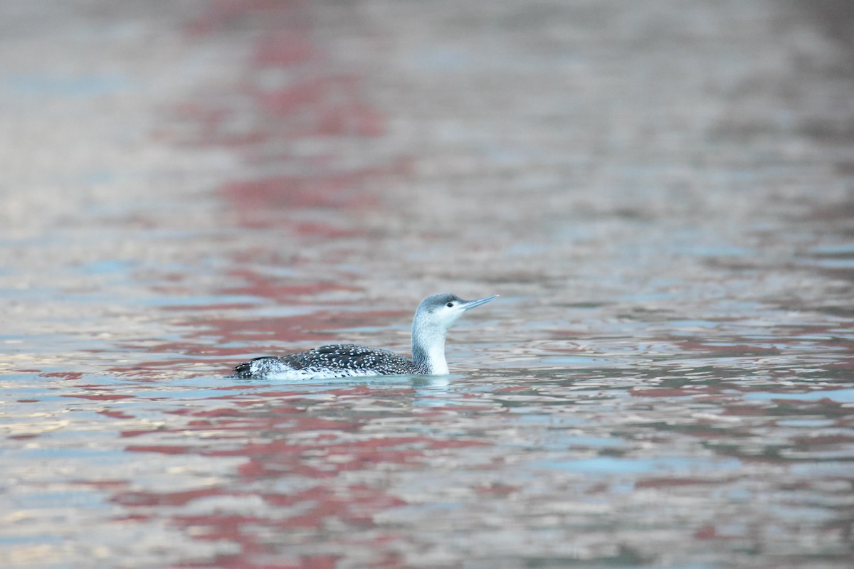 Red-throated Loon - ML615268438