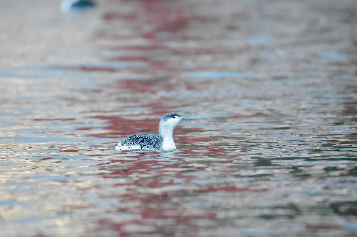 Red-throated Loon - ML615268439
