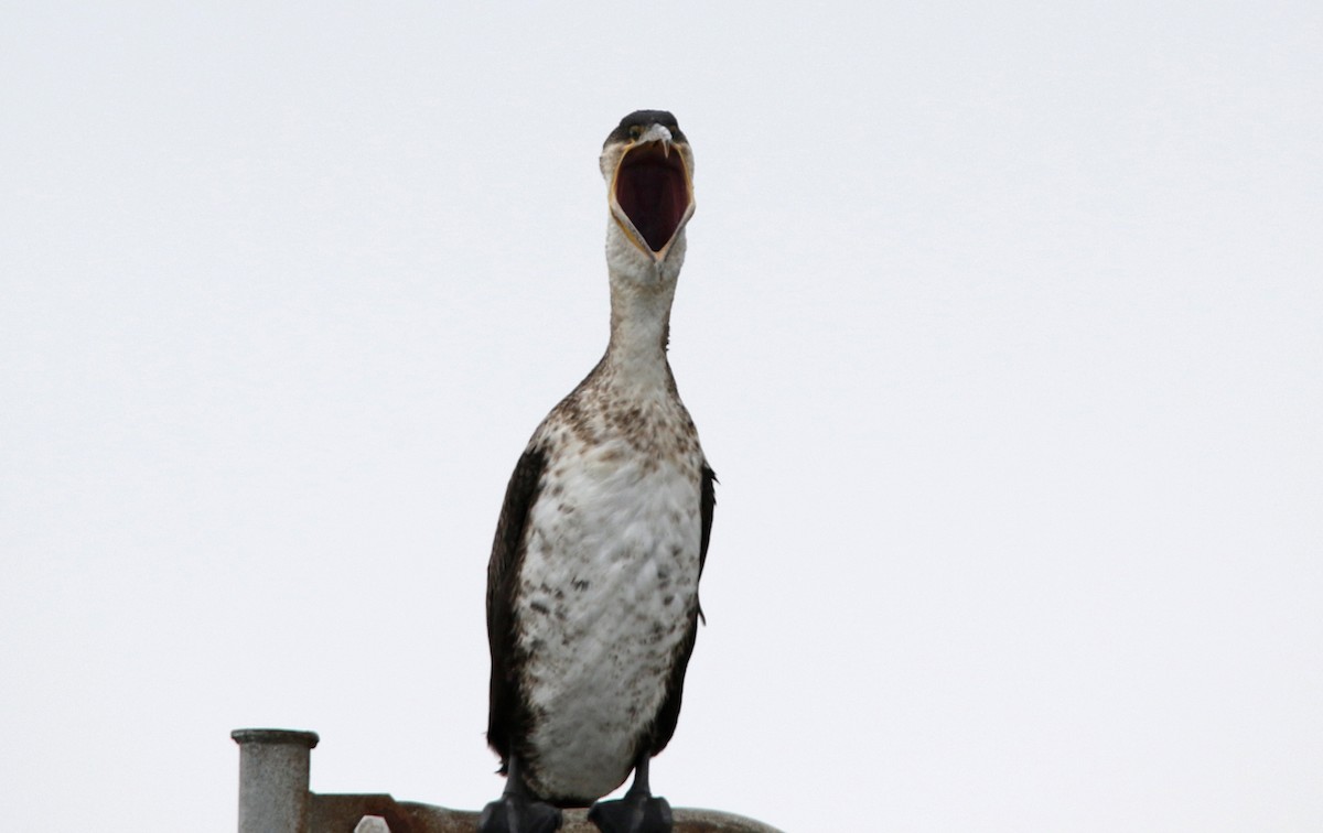 Double-crested Cormorant - H. Resit Akçakaya