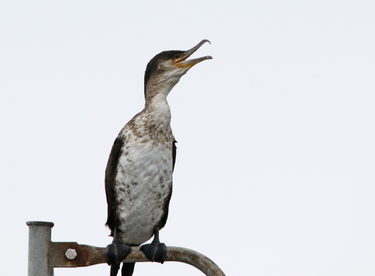 Double-crested Cormorant - H. Resit Akçakaya