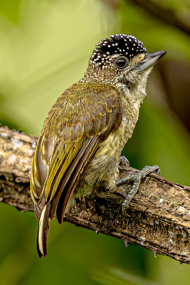Fine-barred Piculet - ML615268581