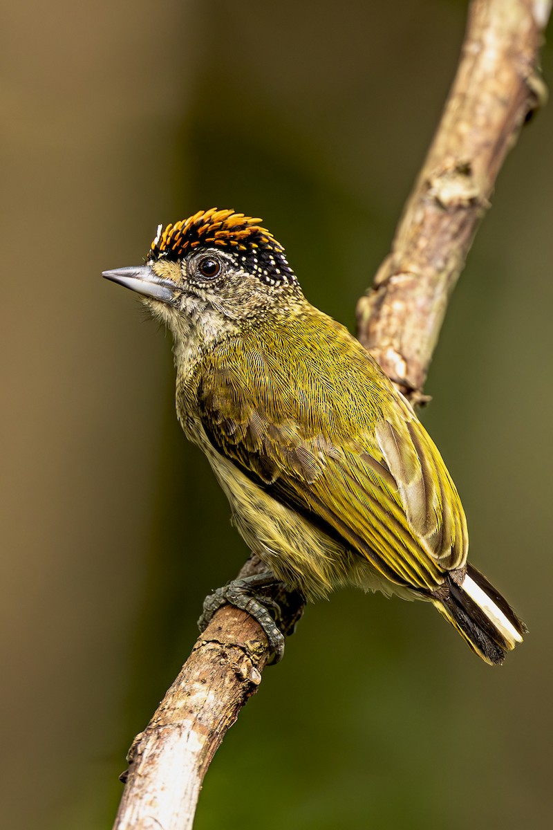 Fine-barred Piculet - ML615268582