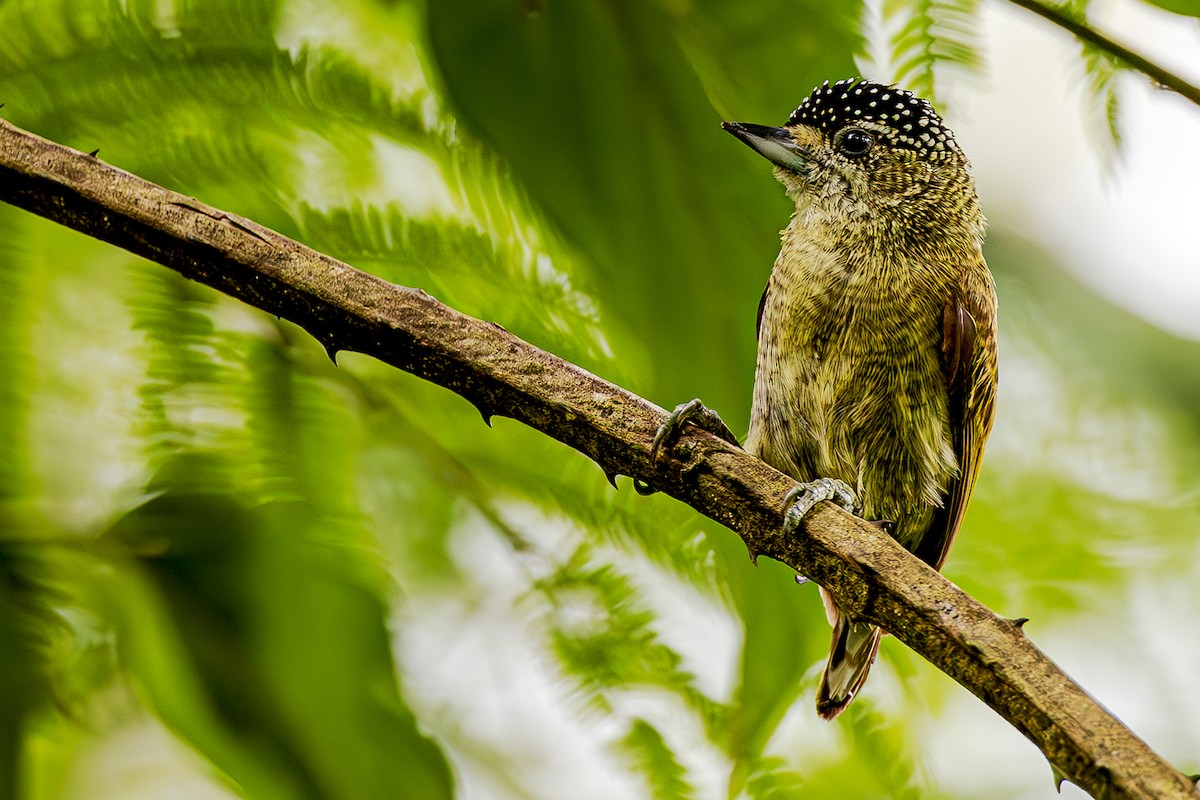 Fine-barred Piculet - ML615268583
