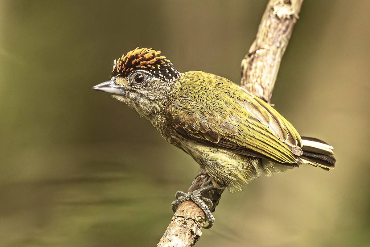 Fine-barred Piculet - ML615268584