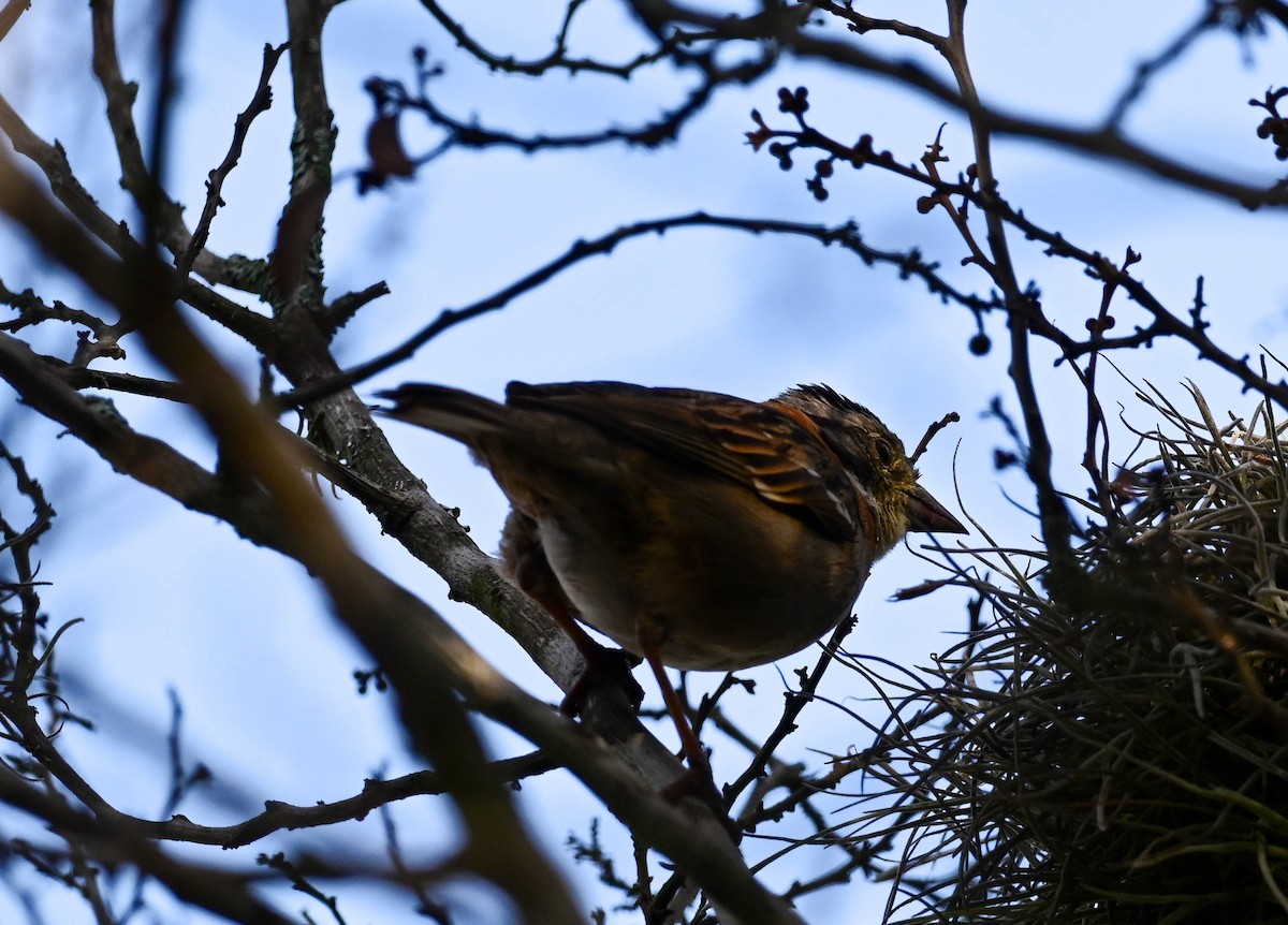 Rufous-collared Sparrow - ML615268862
