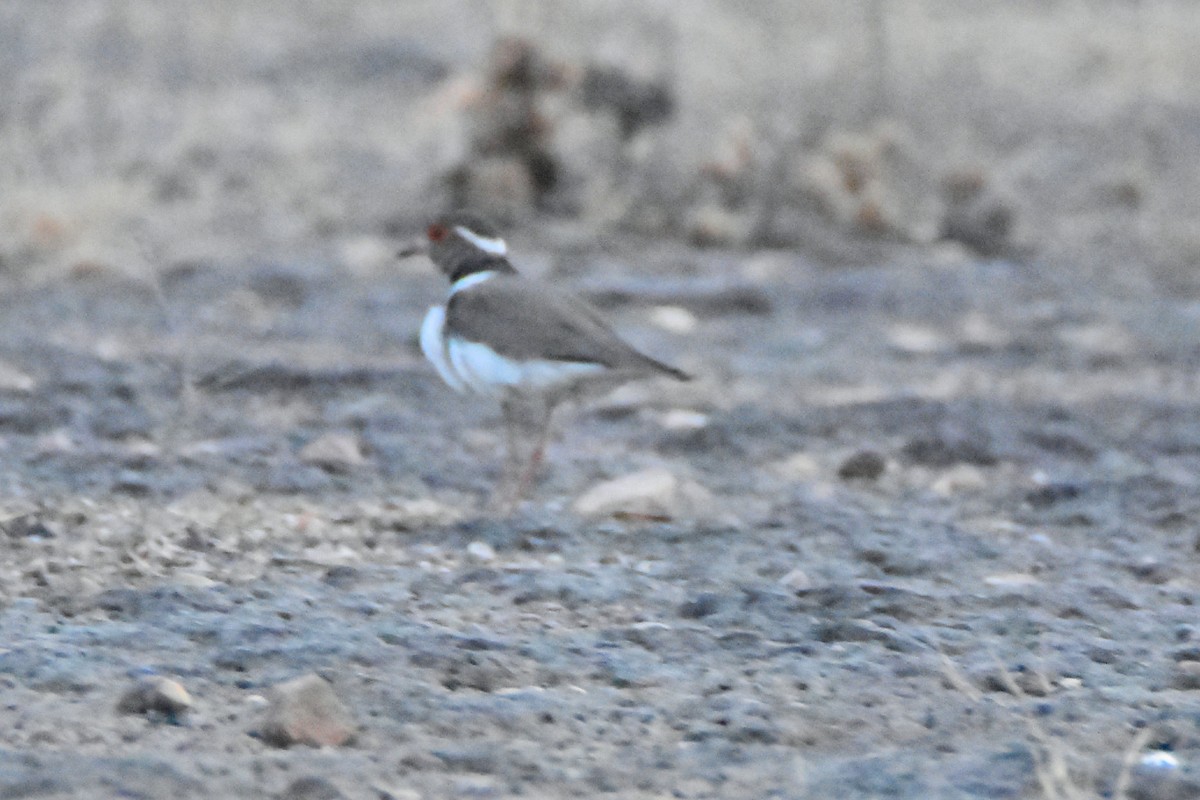 Forbes's Plover - ML615268864